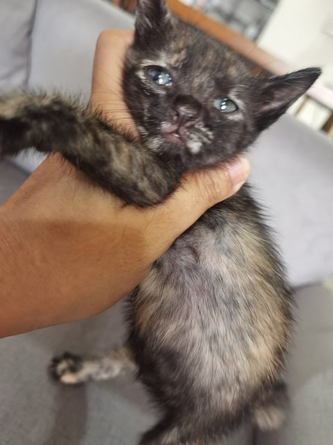 Ash &amp; Boots - Domestic Medium Hair Cat