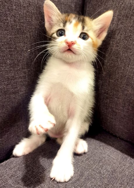 Ash &amp; Boots - Domestic Medium Hair Cat