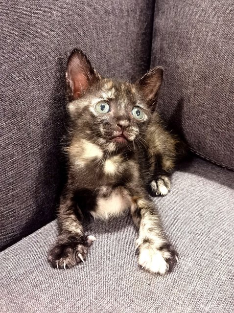 Ash &amp; Boots - Domestic Medium Hair Cat
