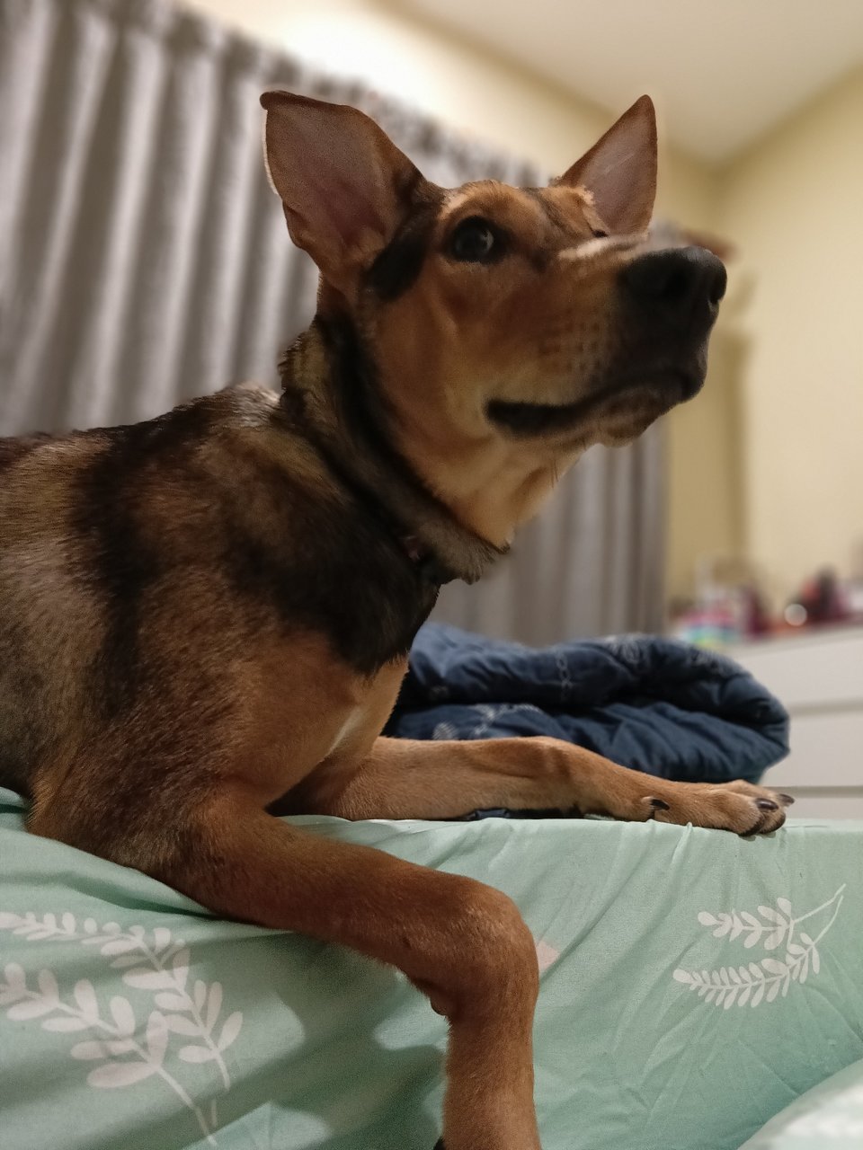 Daisy - Mixed Breed Dog