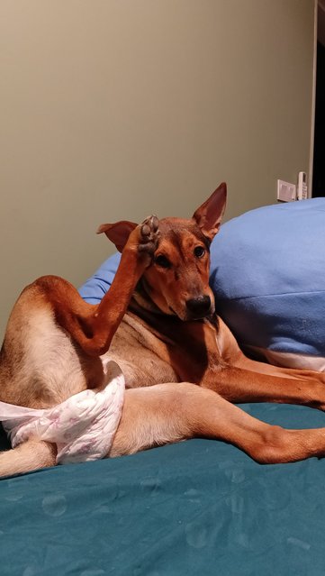 Daisy - Mixed Breed Dog