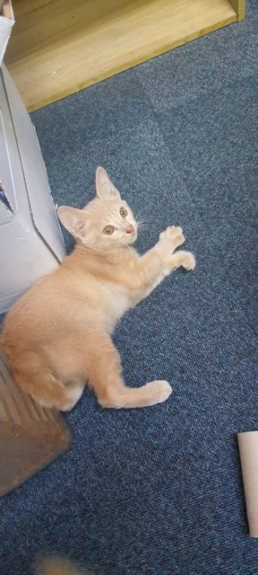 Minnie - Domestic Short Hair Cat
