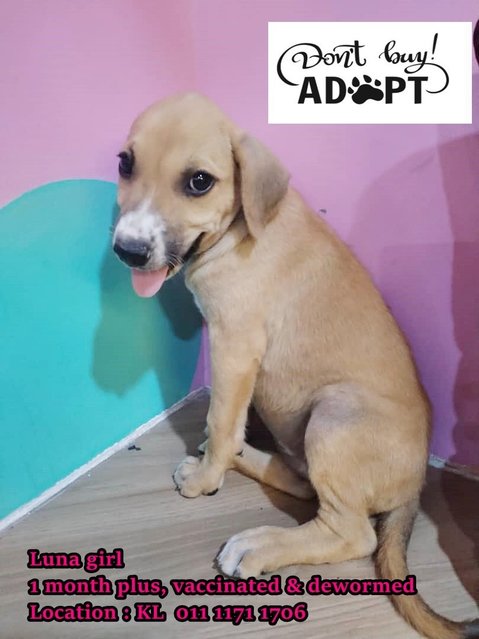 Baby Luna  - Mixed Breed Dog