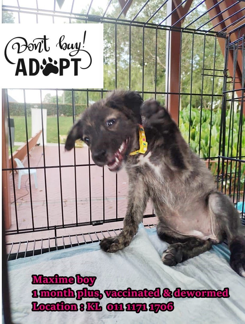  Maxime Boy - Mixed Breed Dog