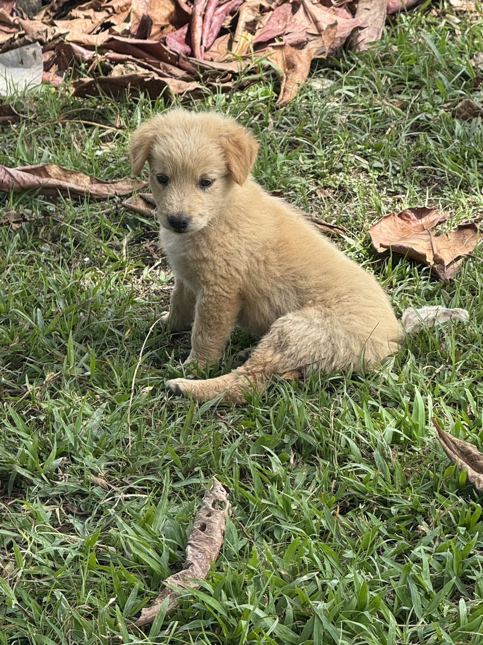 Sunny &amp; Sandy - Mixed Breed Dog