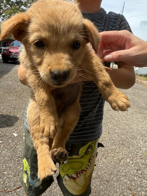 Sunny &amp; Sandy - Mixed Breed Dog