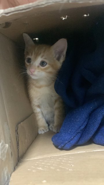 Inji  - Domestic Short Hair Cat
