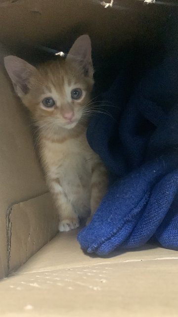 Inji  - Domestic Short Hair Cat