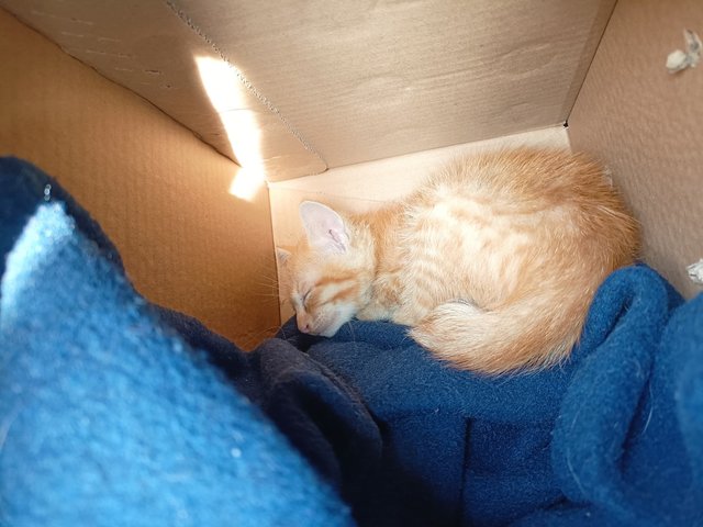 Inji  - Domestic Short Hair Cat