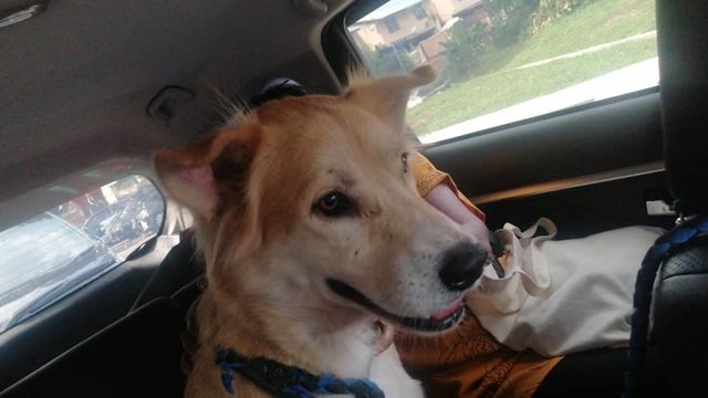 Sam - Mixed Breed Dog