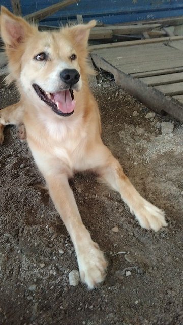 Sam - Mixed Breed Dog