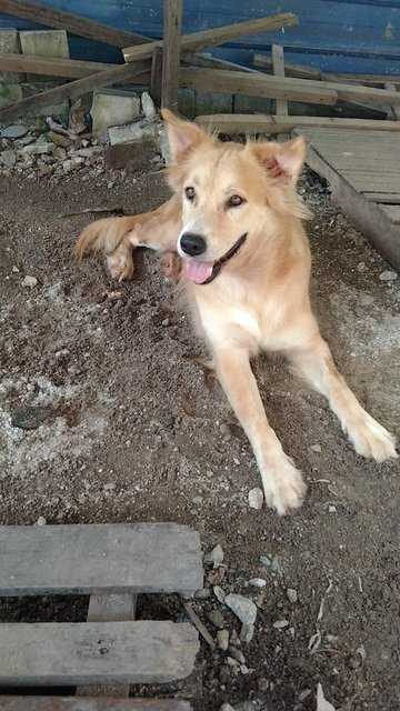 Sam - Mixed Breed Dog