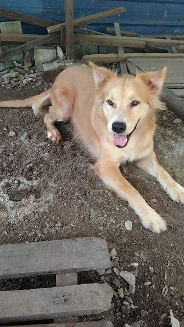 Sam - Mixed Breed Dog