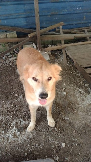 Sam - Mixed Breed Dog