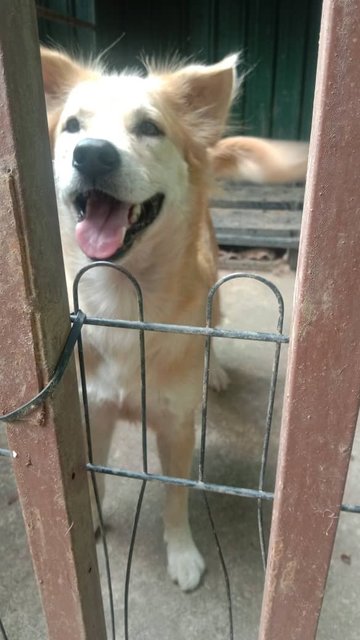 Sam - Mixed Breed Dog