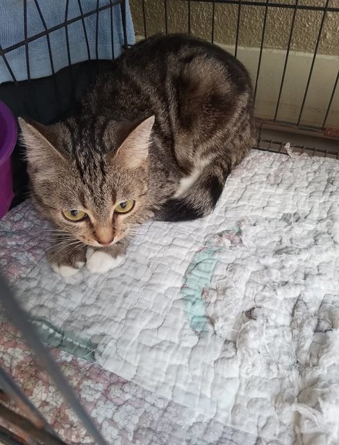 Tabby  - Bengal Cat