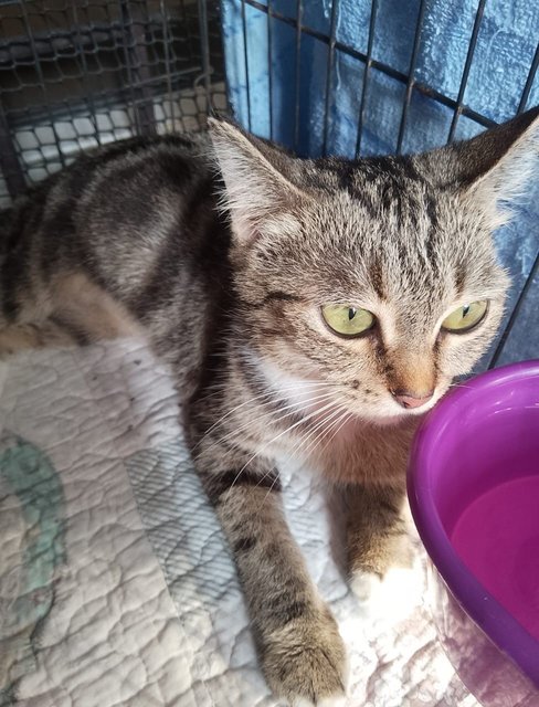 Tabby  - Bengal Cat
