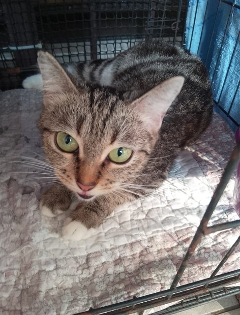 Tabby  - Bengal Cat