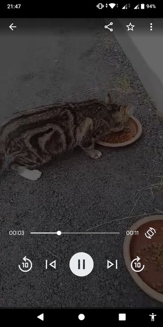 Tabby  - Bengal Cat