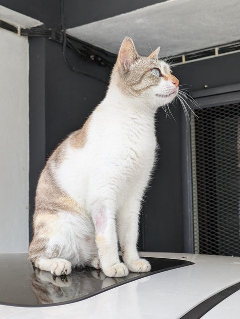 Tinkerbelle - Domestic Short Hair Cat