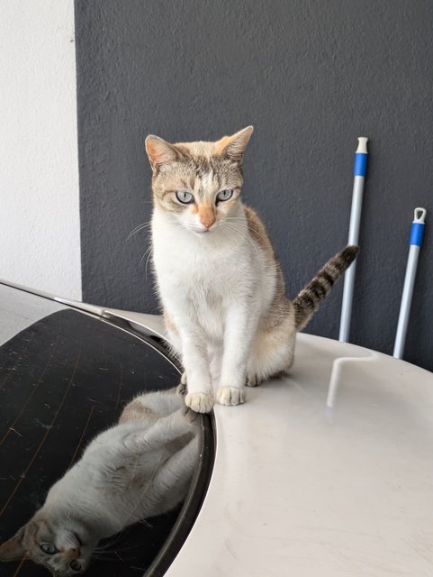 Tinkerbelle - Domestic Short Hair Cat