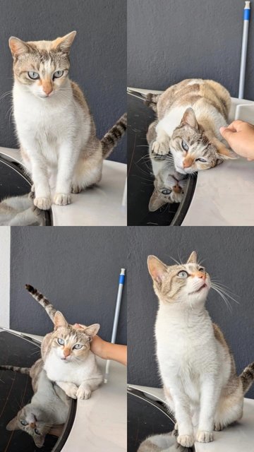 Tinkerbelle - Domestic Short Hair Cat