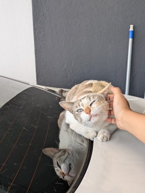 Tinkerbelle - Domestic Short Hair Cat