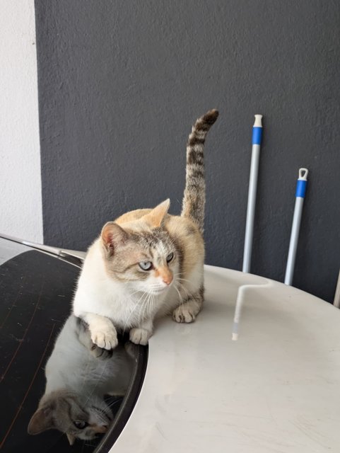 Tinkerbelle - Domestic Short Hair Cat