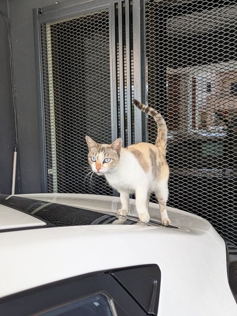 Tinkerbelle - Domestic Short Hair Cat