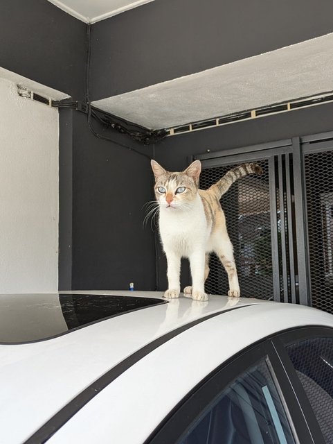Tinkerbelle - Domestic Short Hair Cat