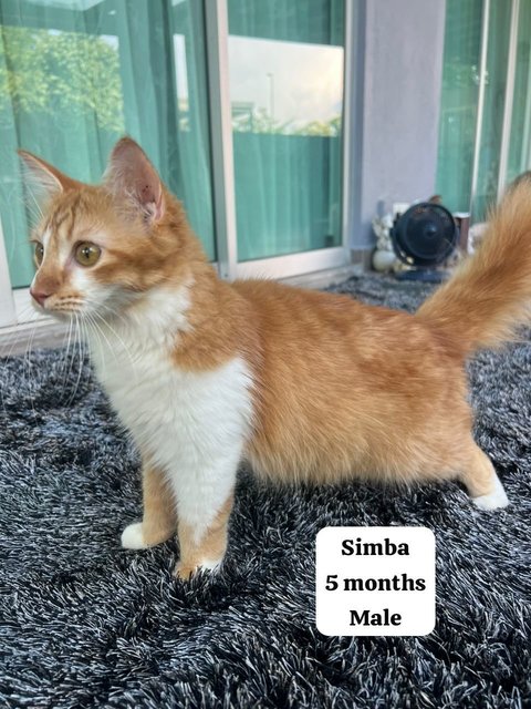 Simba And The Gang - Domestic Medium Hair Cat