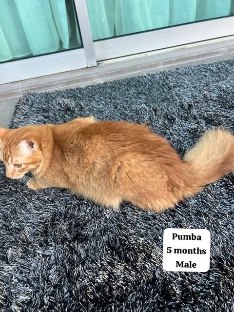 Simba And The Gang - Domestic Medium Hair Cat
