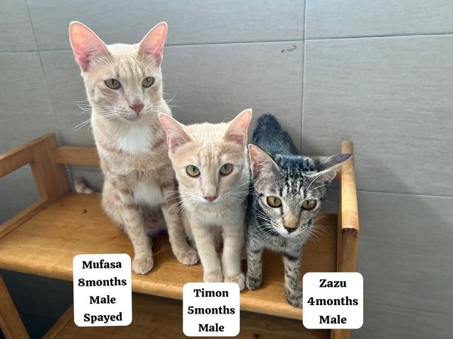 Simba And The Gang - Domestic Medium Hair Cat