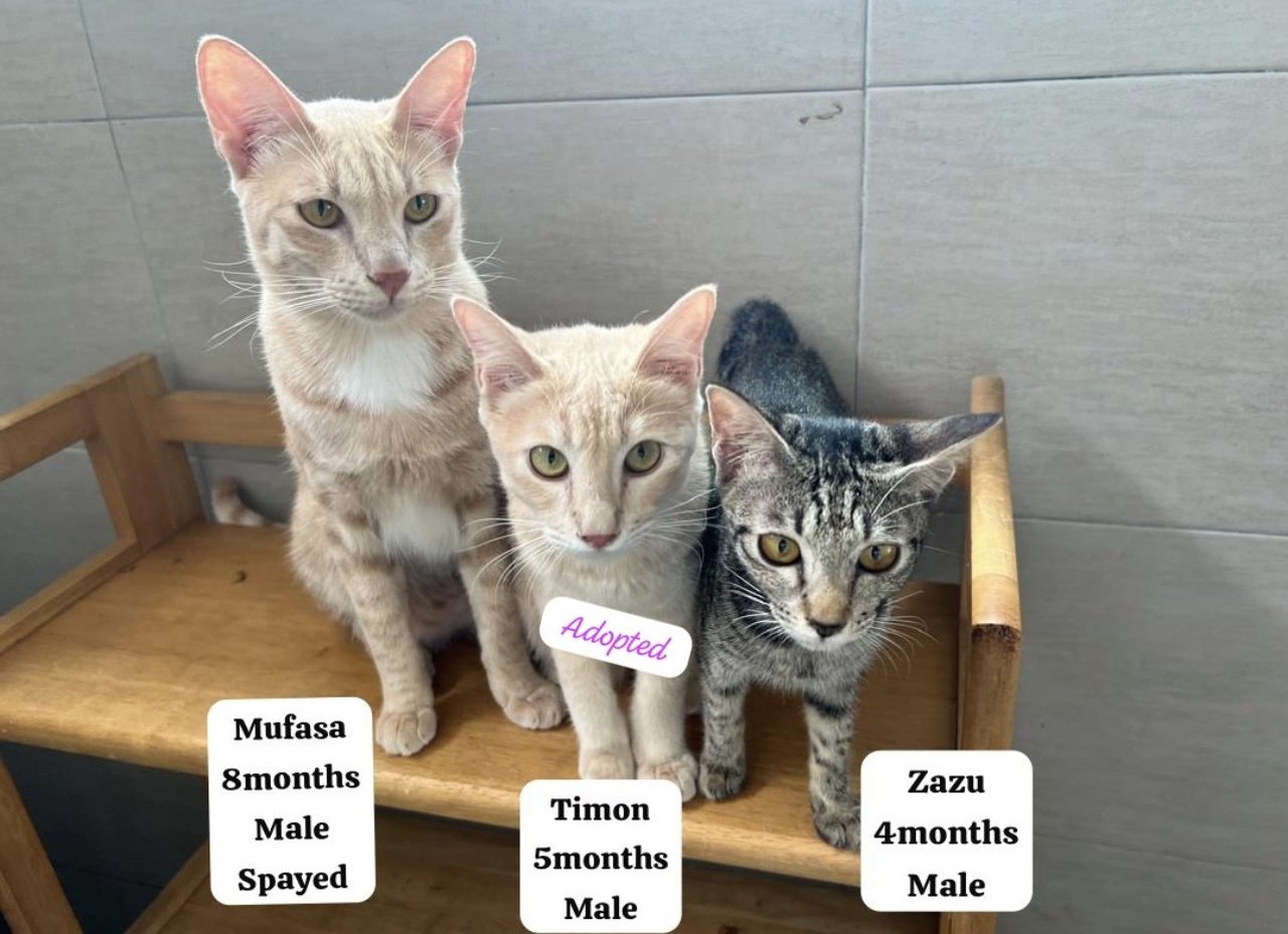 Simba And The Gang - Domestic Medium Hair Cat