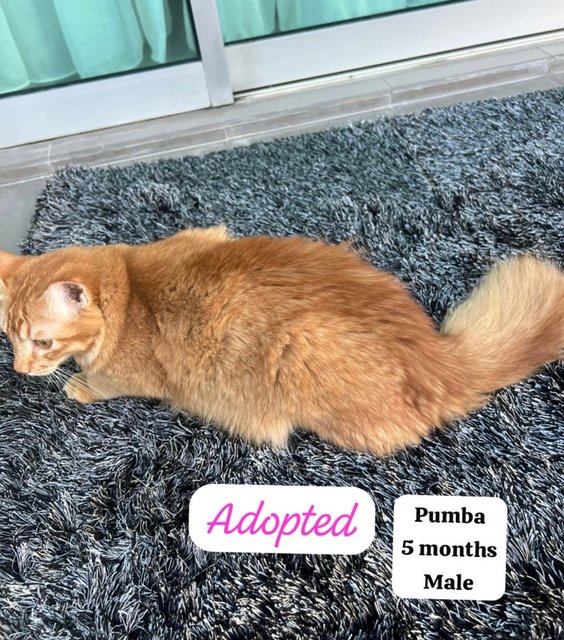 Simba And The Gang - Domestic Medium Hair Cat
