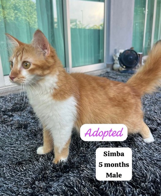 Simba And The Gang - Domestic Medium Hair Cat