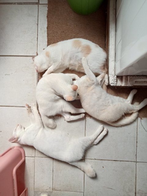 Lily's Families - Domestic Short Hair Cat