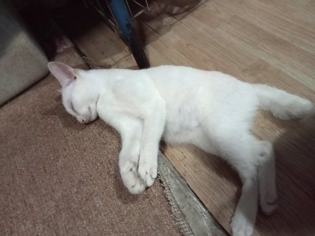 Lily's Families - Domestic Short Hair Cat