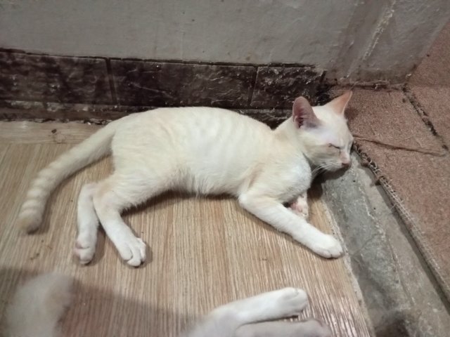 Lily's Families - Domestic Short Hair Cat