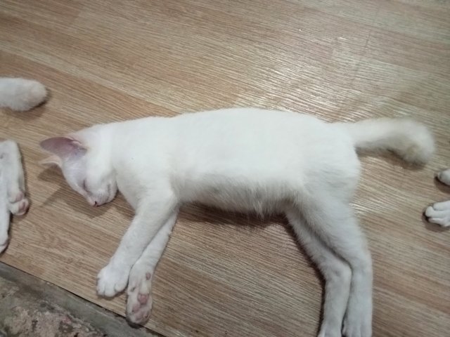 Lily's Families - Domestic Short Hair Cat