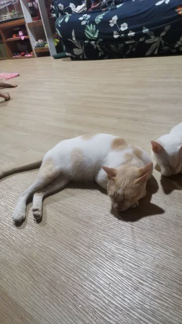 Lily's Families - Domestic Short Hair Cat