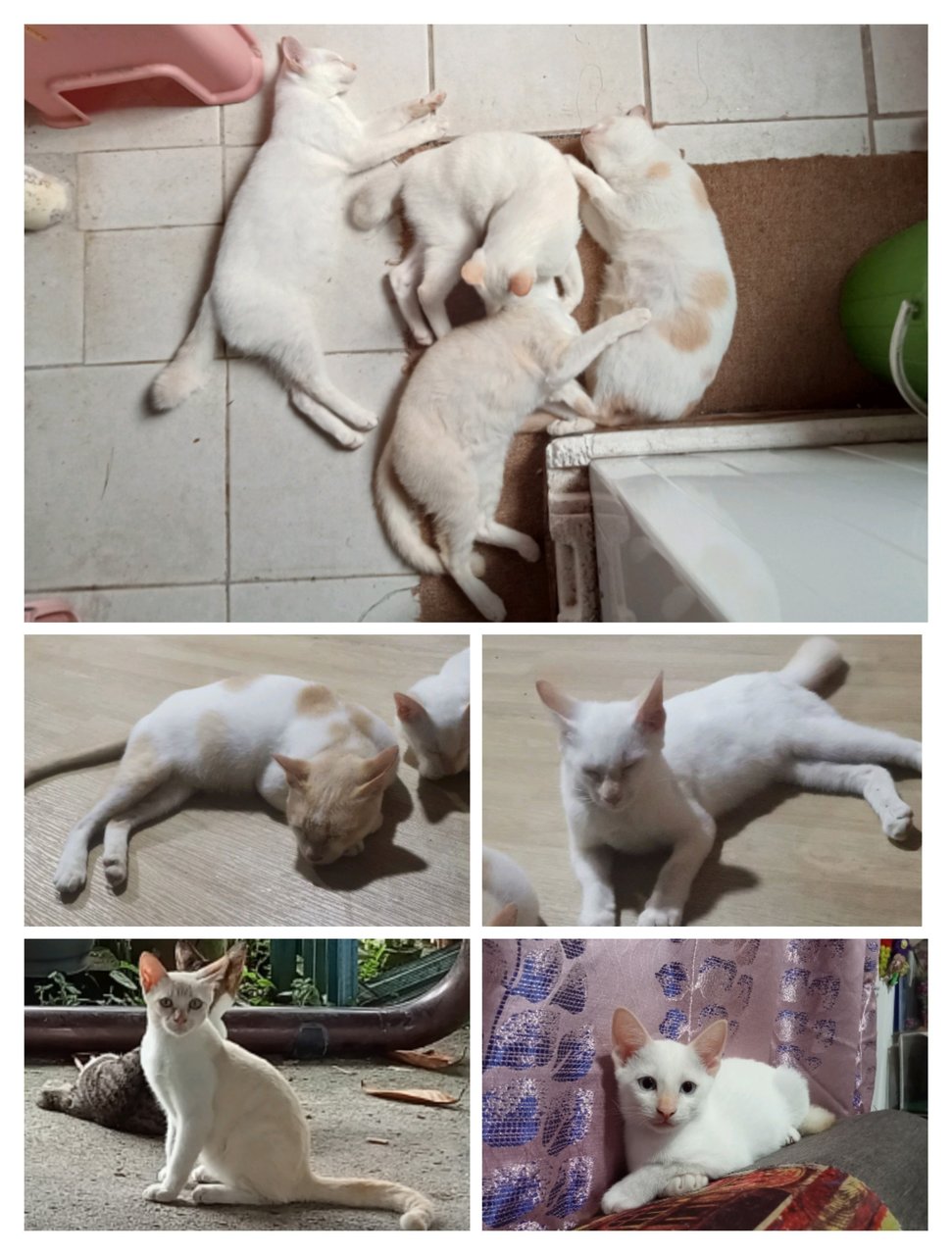 Lily's Families - Domestic Short Hair Cat