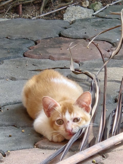Socks - Domestic Short Hair Cat