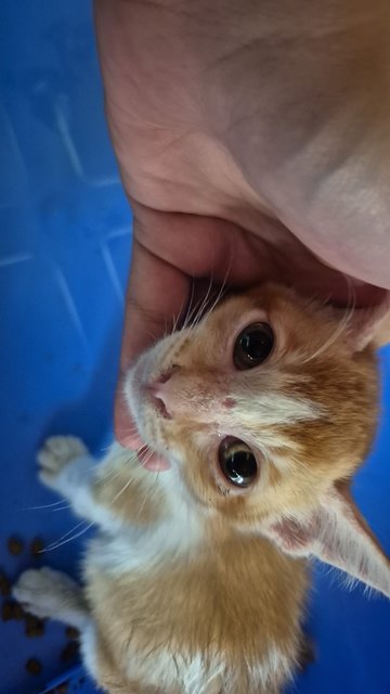 Socks - Domestic Short Hair Cat