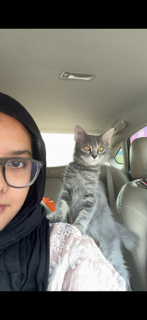 Smokey - Domestic Short Hair Cat