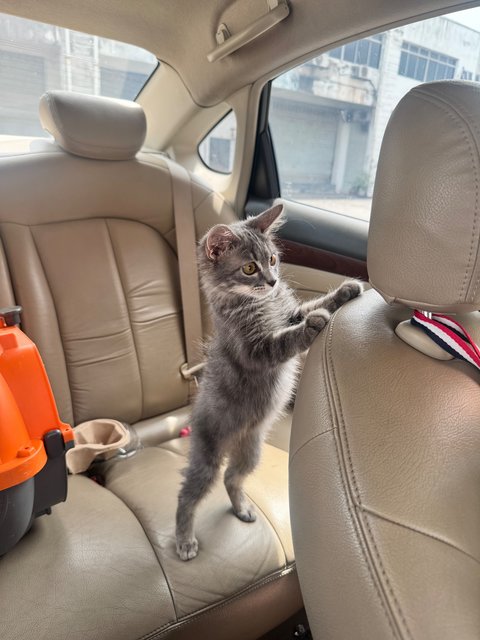 Smokey - Domestic Short Hair Cat