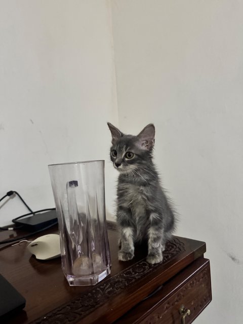 Smokey - Domestic Short Hair Cat