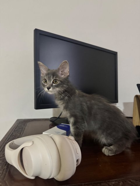 Smokey - Domestic Short Hair Cat