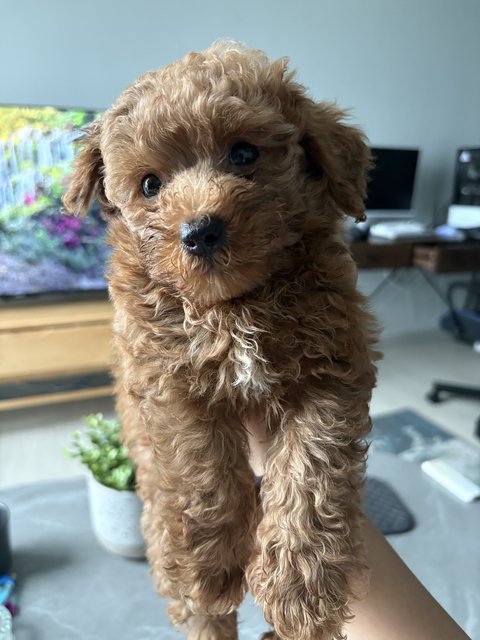 Milo - Poodle Dog