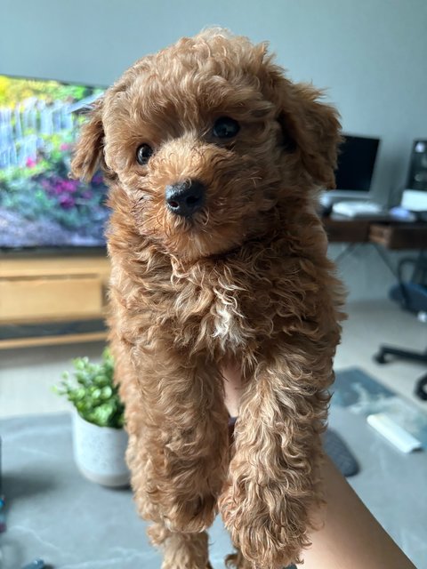 Milo - Poodle Dog